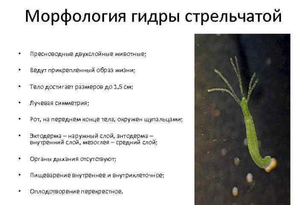 Ссылка на кракен онион