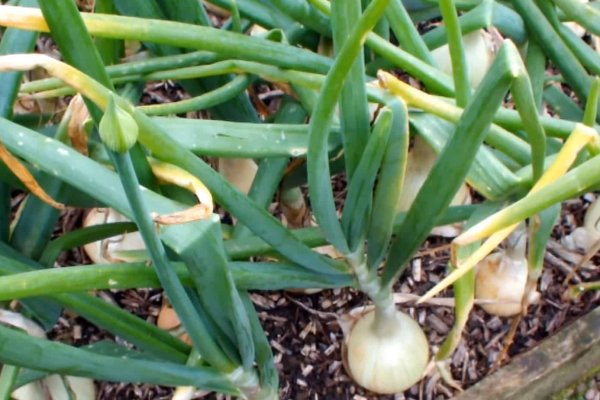 Kraken onion сайта